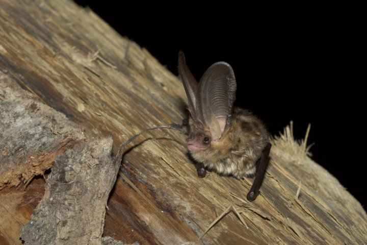 découvrez comment intégrer les chauves-souris dans votre environnement. explorez leur rôle crucial pour l'écosystème, les méthodes pour les accueillir en toute sécurité et les bénéfices qu'elles apportent à la biodiversité. apprenez à cohabiter avec ces créatures fascinantes et essentielles à notre planète.