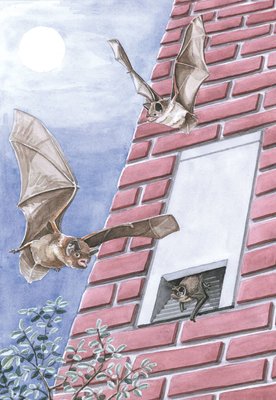 integrer-les-chauves-souris-1 Un manuel pratique pour intégrer les chauves-souris dans vos projets