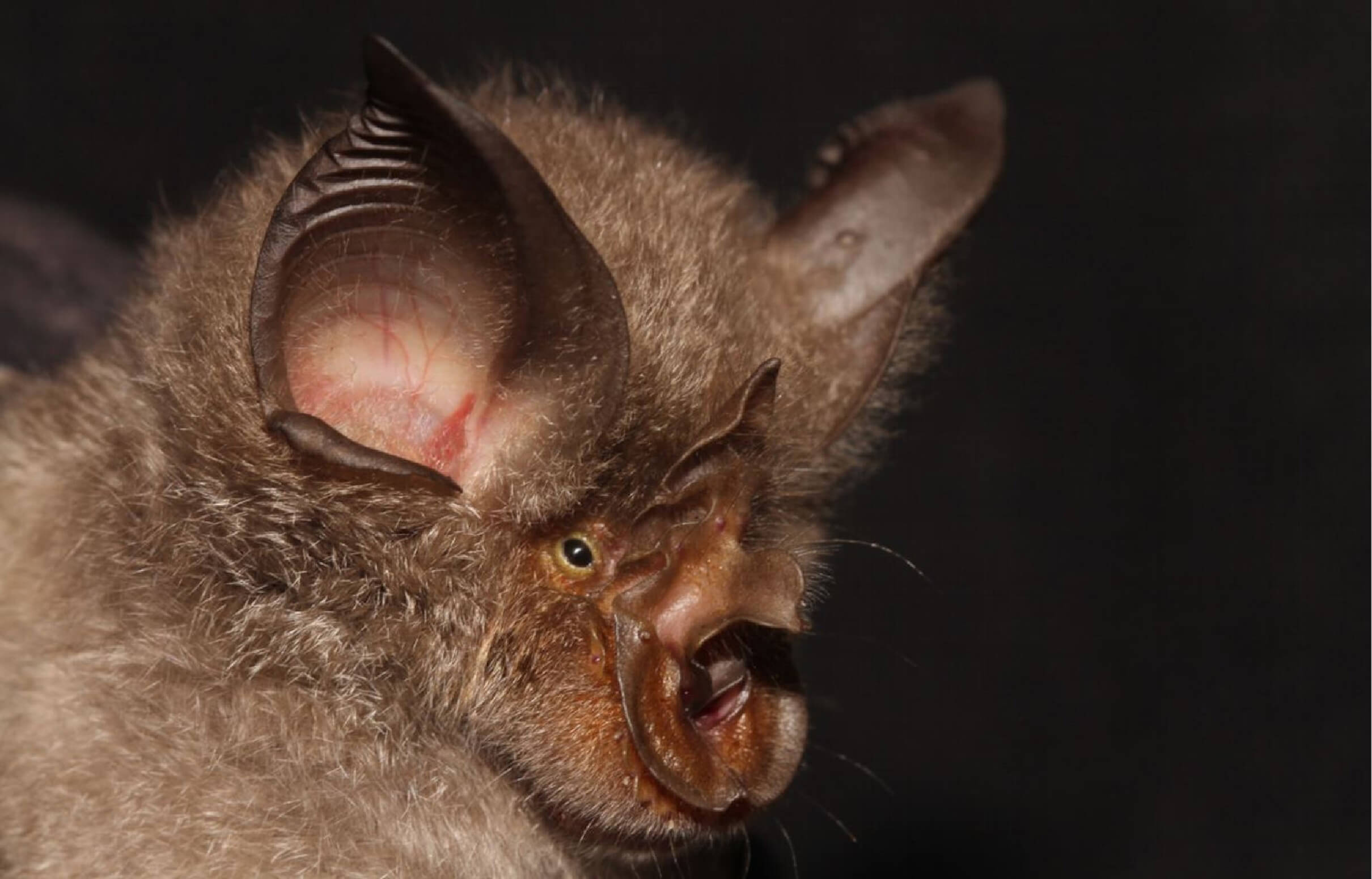 integrer-les-chauves-souris-2 Un manuel pratique pour intégrer les chauves-souris dans vos projets