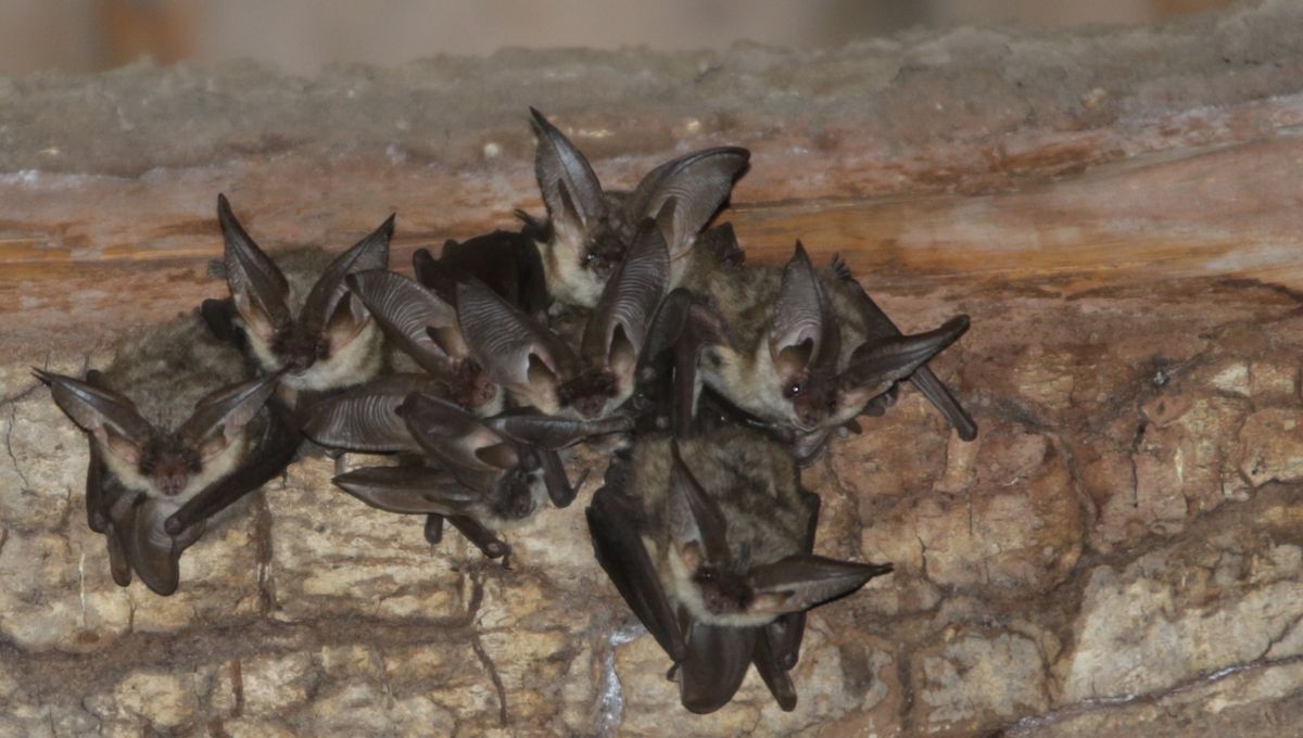 integrer-les-chauves-souris-3 Un manuel pratique pour intégrer les chauves-souris dans vos projets