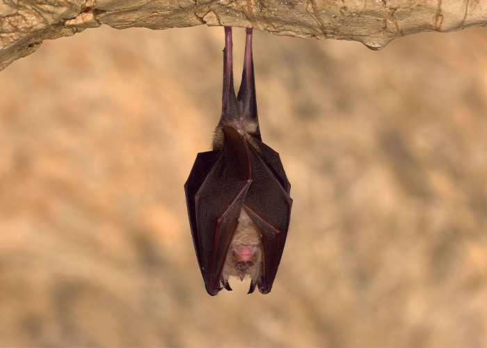 integrer-les-chauves-souris-4 Un manuel pratique pour intégrer les chauves-souris dans vos projets
